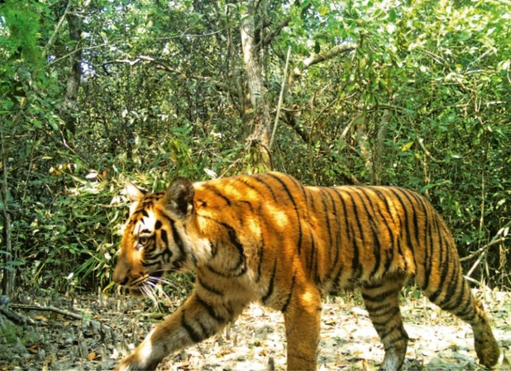 A picture released by the Bangladesh Forest Department shows a Bengal tiger in 2018