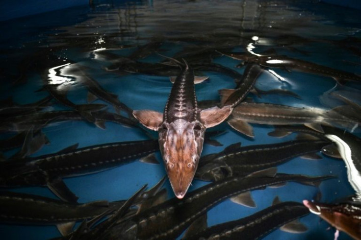 Sturgeon, here seen at a fish farm in Thailand, are now at risk of extinction