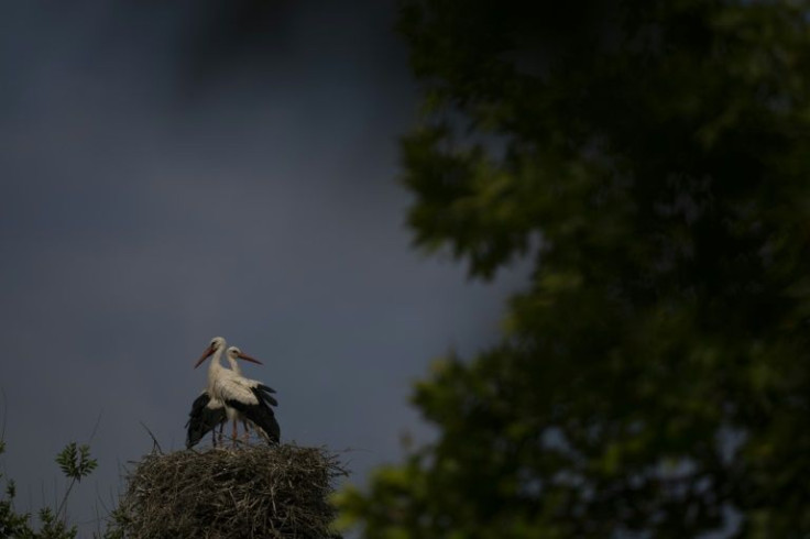 Spain's white stork population has risen steadily in recent decades