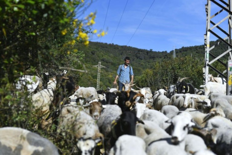 While goats and sheep are already being used in some parts of Spain and Portugal to clear undergrowth, ecologists call for the development of extensive livestock farming