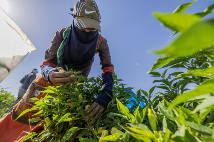 Egyptian smallholders wield little negotiating power in the marketplace making it difficult for them to avoid sliding into debt