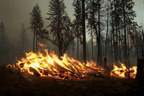The Oak Fire burns near Darrah in Mariposa County, California, U.S. July 23, 2022.  