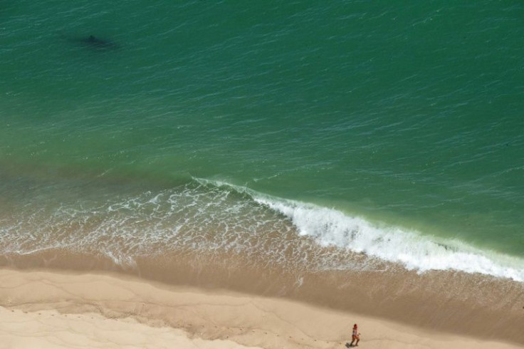 A person runs as a great white shark swims just meters (yards) away on the Cape Cod National Sea Shore on the eastern side of Cape Cod, Massachusetts