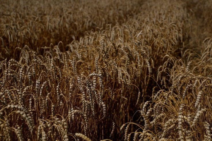 Wheat field is seen in the village of Zhurivka, as Russia's attack on Ukraine continues, Ukraine July 23, 2022.  