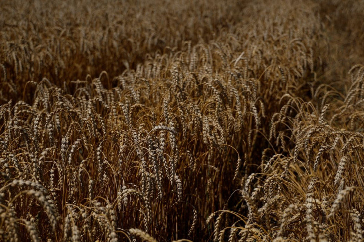 Wheat field is seen in the village of Zhurivka, as Russia's attack on Ukraine continues, Ukraine July 23, 2022.