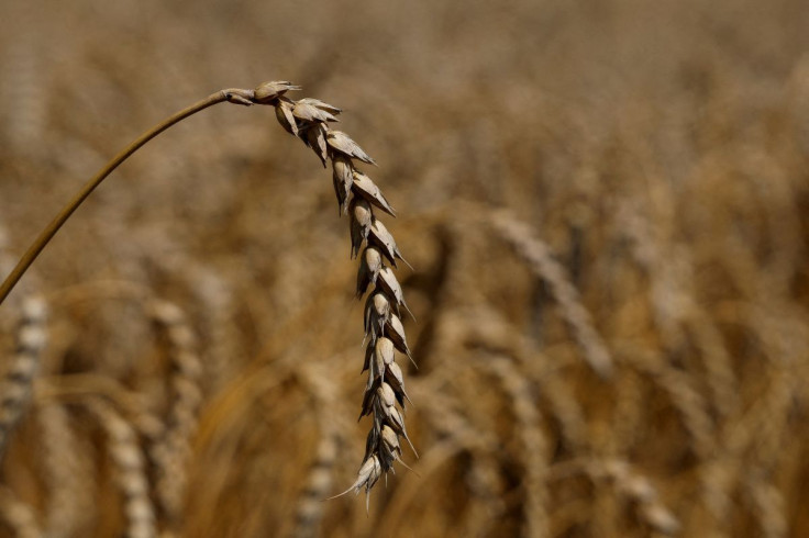 A ear of wheat is seen in a field in the village of Zhurivka, as Russia's attack on Ukraine continues, Ukraine July 23, 2022.  