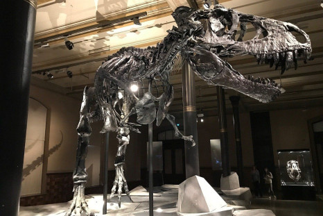 T. Rex, Tyrannosaurus Rex, Dinosaur, Museum