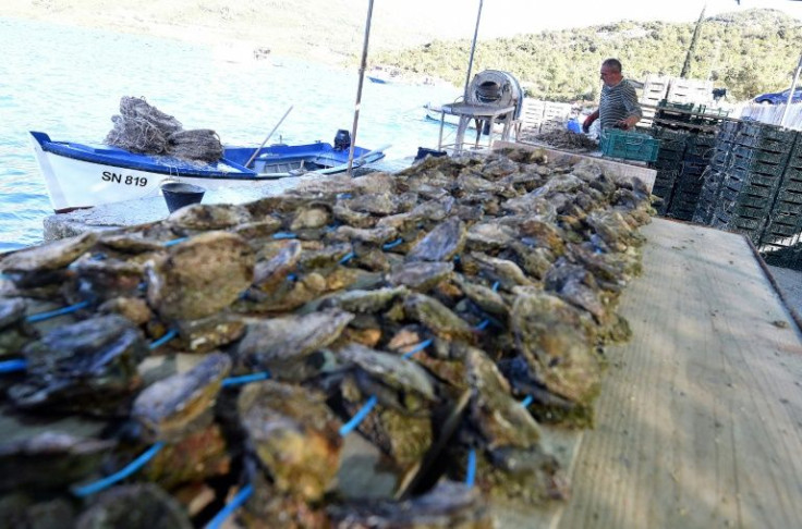 Farmers will be able to get their oysters to market much quicker