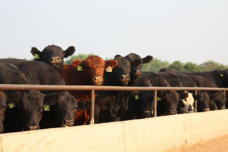 Cattle look on from a pen at Five Rivers Cattle Feeding, in Ulysses, Kansas, U.S., in this undated handout picture. Donna Hendren/Five Rivers Cattle Feeding/Handout via REUTERS