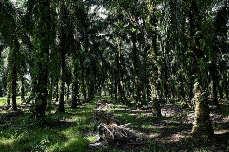 Malaysia is the world's second-biggest producer of the edible vegetable oil, which is found in many everyday goods from chocolate to cosmetics