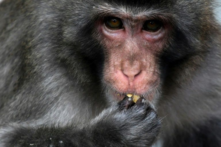 Japanese macaques are seen commonly across large parts of the country