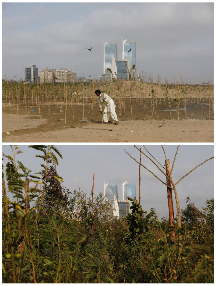 A combination picture shows Lakshman, 40, pushing a stick used to support a seedling, as he works at Clifton Urban Forest, previously a garbage dumping site in Karachi, Pakistan May 26, 2021 (top) and a general view of the same plantation at the Clifton U