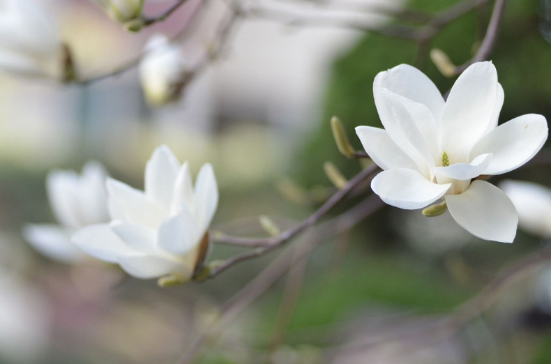 Magnolia/Flower/Plant