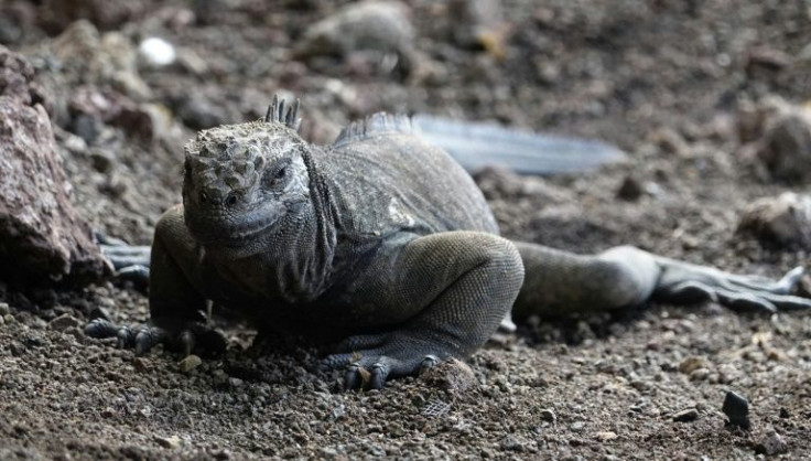 A Land Iguana (Conolophus subcristatus) is seen in Santa Cruz Island, Galapagos Archipelago, in the Pacific Ocean, 1000 km off the coast of Ecuador, on February 27, 2019