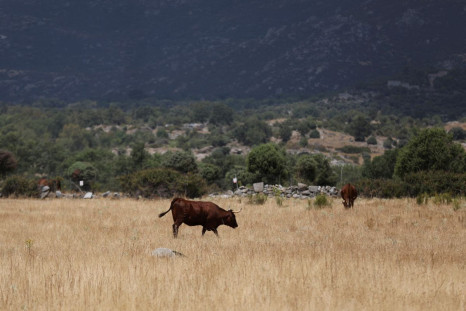 Cattle eat grass in a drought-affected field on the outskirts of Cerceda, north Madrid, as the heatwave continues in Spain, July 31, 2022. 