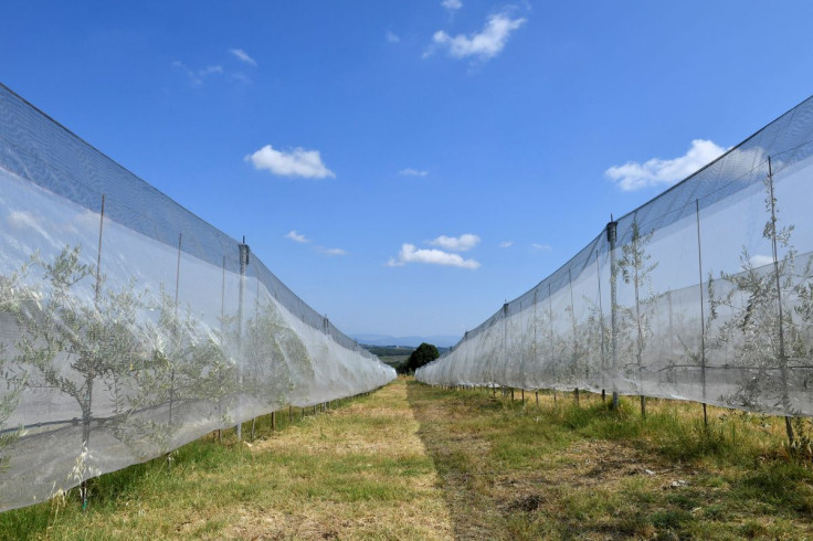 General view of an olive tree farm irrigated with a drip water system, as Tuscany's famed wine and olive oil industry suffers from a heatwave and drought, in Greve in Chianti, Italy, July 29, 2022. 