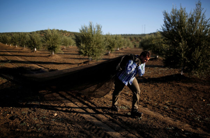 A worker harvests olives in an olive grove in Porcuna, southern Spain October 15, 2019. 