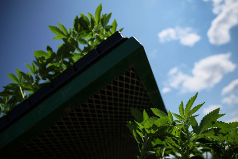 FILE PHOTO - Marijuana plants for the adult recreational market sit on the back of a tractor for planting at Hepworth Farms in Milton, New York, U.S., July 15, 2022. 