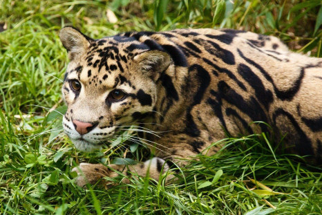 Clouded Leopard/Animal/Endangered