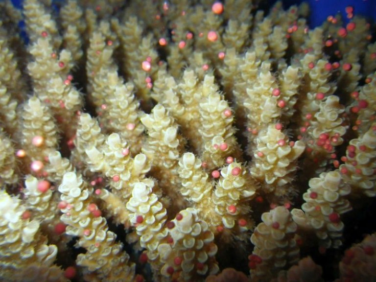 Scientists surveying 87 sites said northern and central parts of the reef had bounced back from damage thanks mainly to fast-growingÂ AcroporaÂ corals