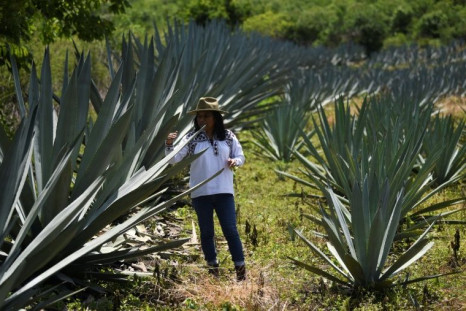 Mezcal producer Sosima Olivera inspects agave plants growing in Villa Sola de Vega in Mexico's southern state of Oaxaca