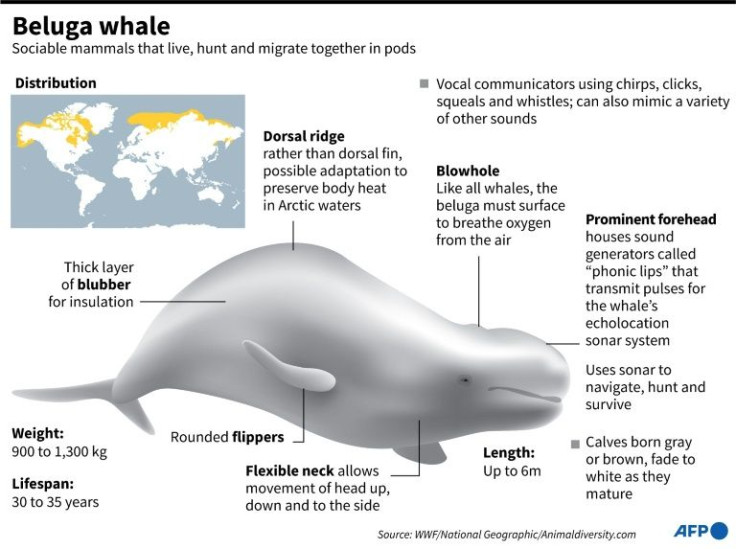 Factfile on beluga whales.