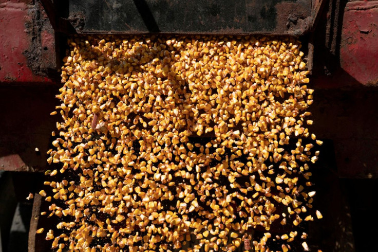 A load of corn is poured from a truck into a grain silo on a family farm in Ravenna, Ohio, U.S., October 11, 2021.  