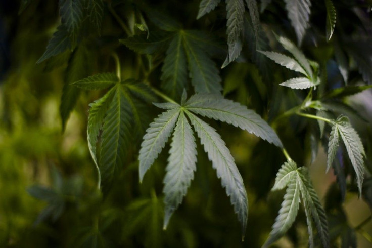 U.S. Government Says No to Marijuana Reclassification