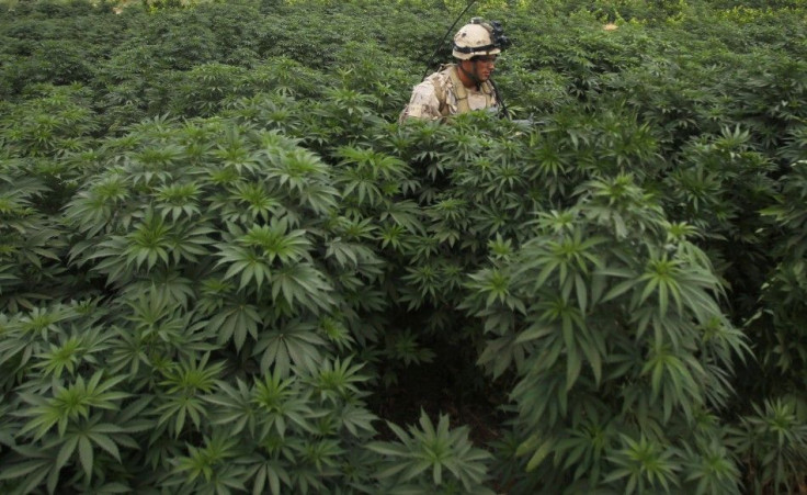 Marijuana Field