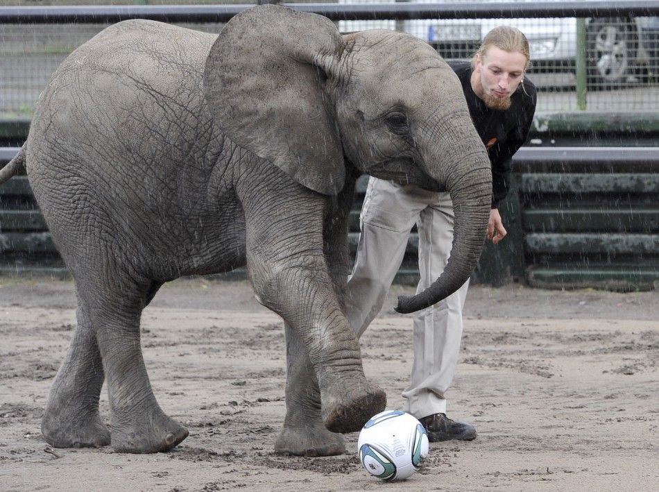 Young elephant 039Nelly039 kicks football during event to predict result of upcoming Women039s World Cup soccer match at safari-park in Hodenhagen