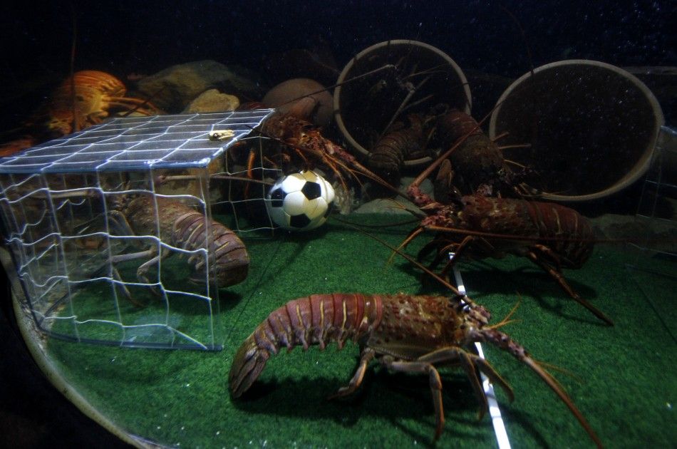 Crawfish fight for a miniature soccer ball filled with food in their tank at the Sea Life Aquarium in Berlin