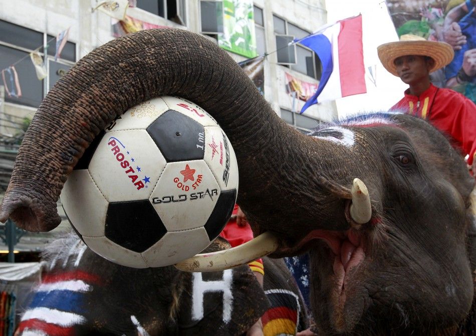Elephants decorated with the national flags of countries participating in the 2010 FIFA World Cup play with soccer balls at Bangkok039s Khao San road