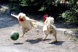 Roosters play with a rubber ball in Shenyang