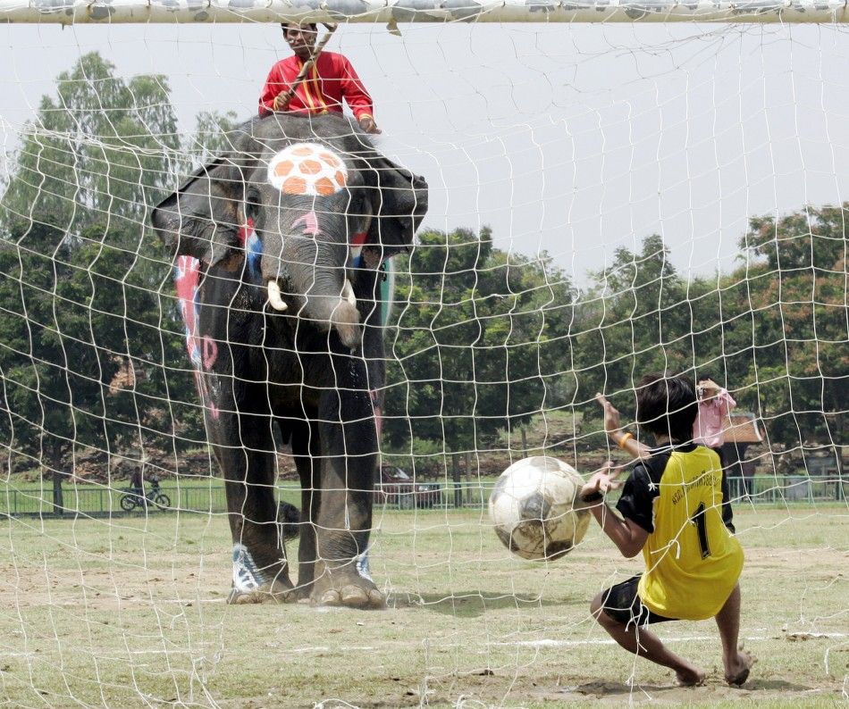 A goalkeeper tries to save the goal as an elephant scores during soccer match in Ayutthaya province,..