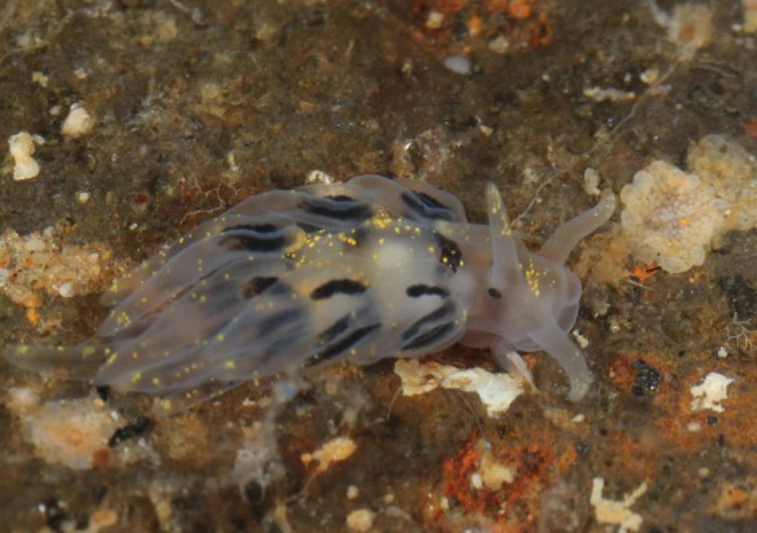 A new species of Favorinus that feeds on the eggs of other nudibranchs