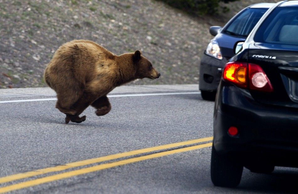 A cinnamon black bear, a subspecies of the American black bear, runs between cars near Madison in Yellowstone National Park