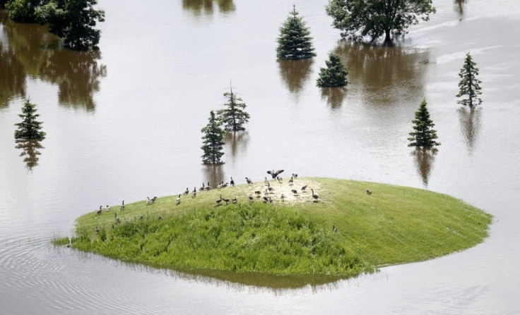 Geese find refuge on a high spot surrounded by floodwaters in Minot