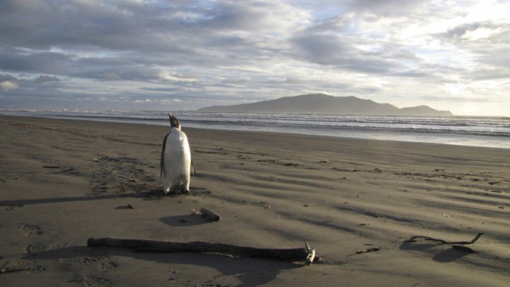 An Emperor Penguin stands on a beach on Kapiti coast