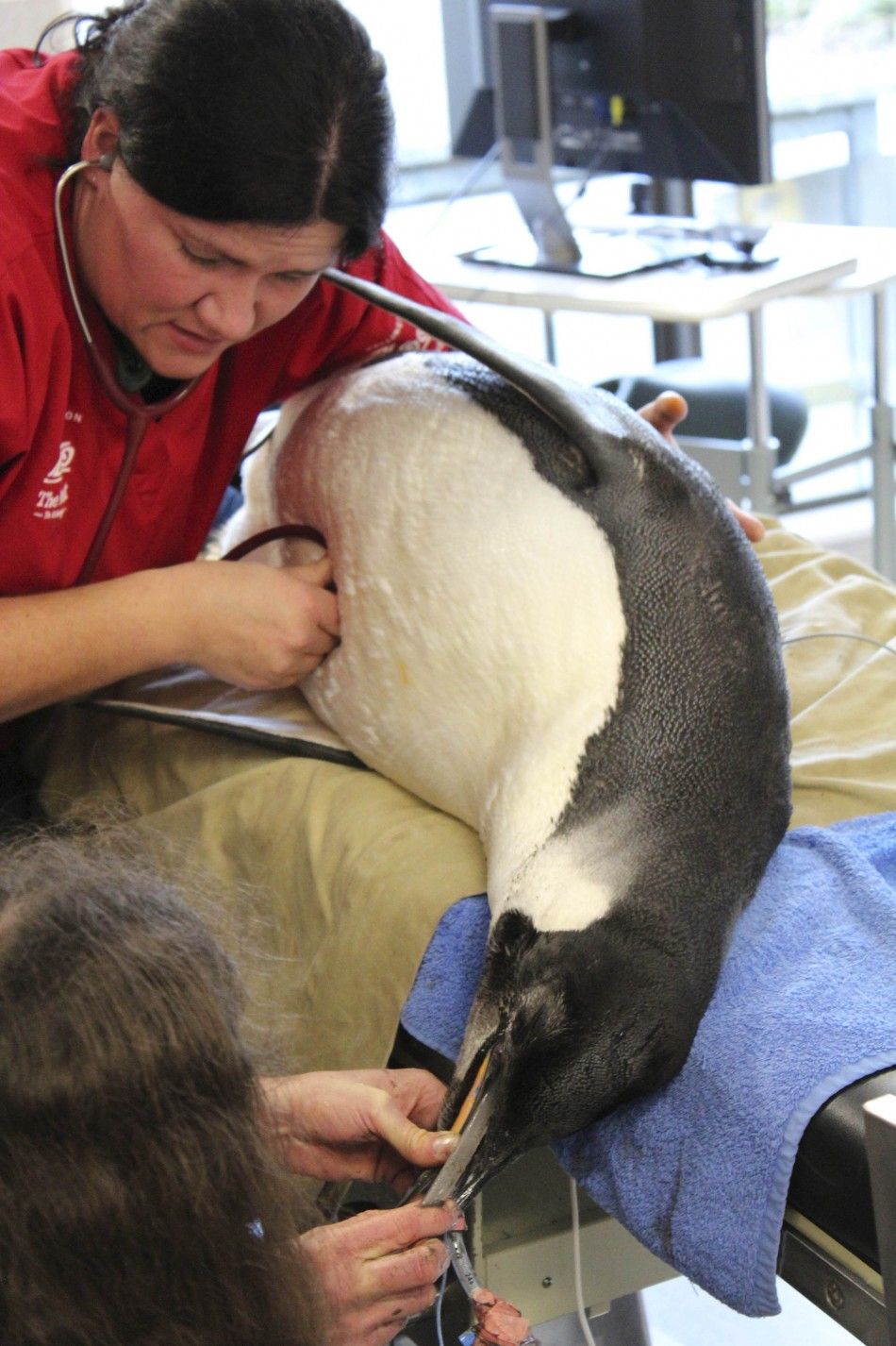 Veterinary surgeon Dr Lisa Argilla examines an emperor penguin nicknamed quotHappy Feetquot, at Wellington Zoo