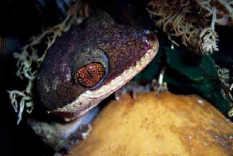 Over 1000 new species discovered in the island of New Guinea.
