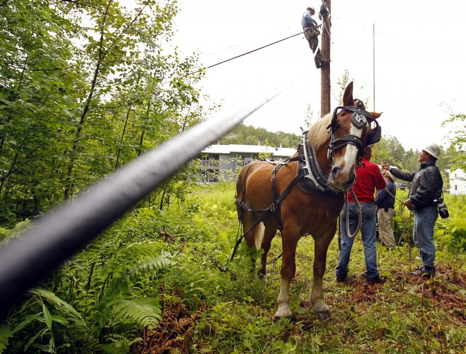 Fred, a Belgian draft horse, waits as line crews attach a fiber optic cable to a utility pole in East Burke