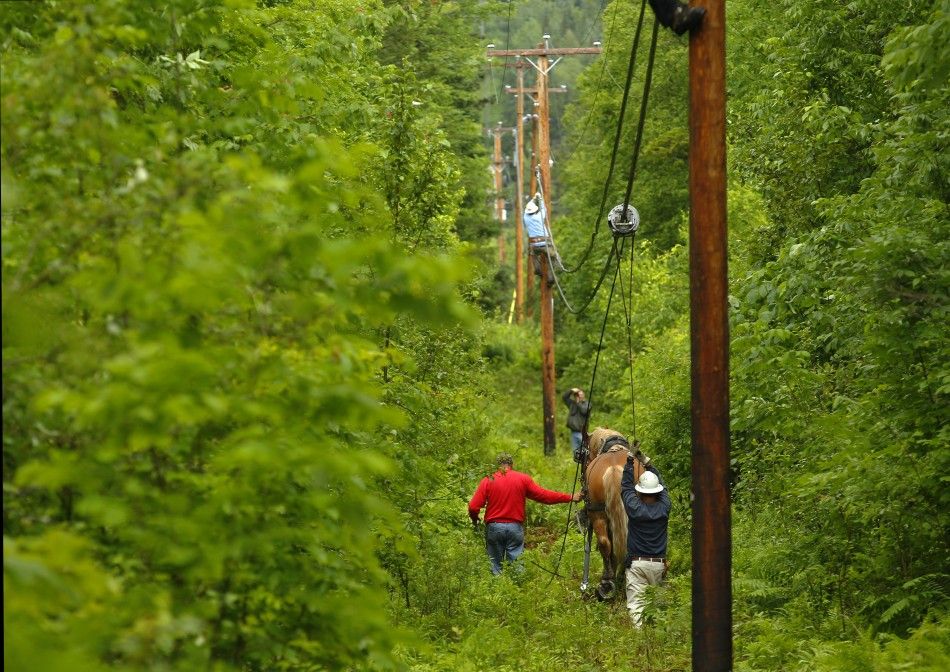 Claude Desmarais and his Belgian draft horse Fred pull fiber optic cables between utility poles in East Burke