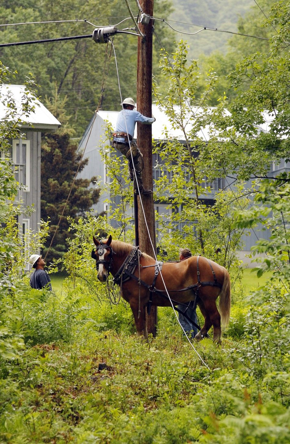 Fred, a Belgian draft horse, waits as line crews attach a fiber optic cable to a utility pole in East Burke