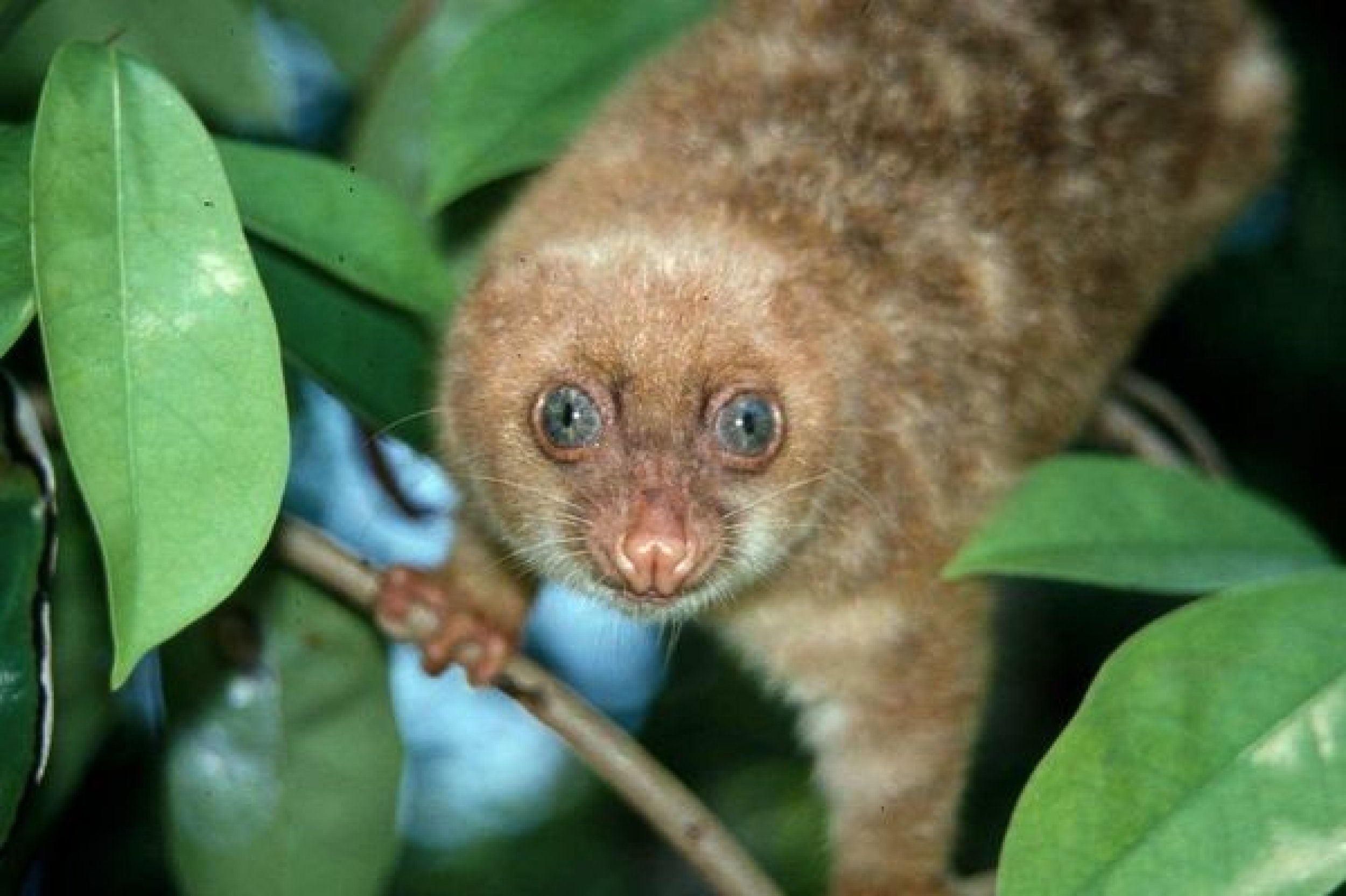 Blue-Eyed Spotted Cuscus