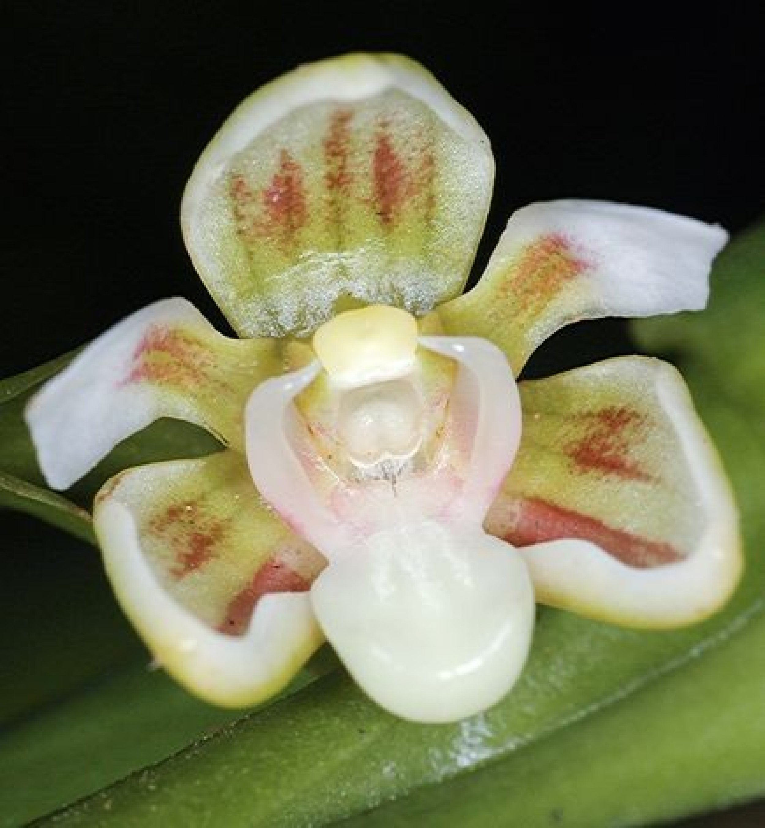 Fleshy-Flowered Orchid