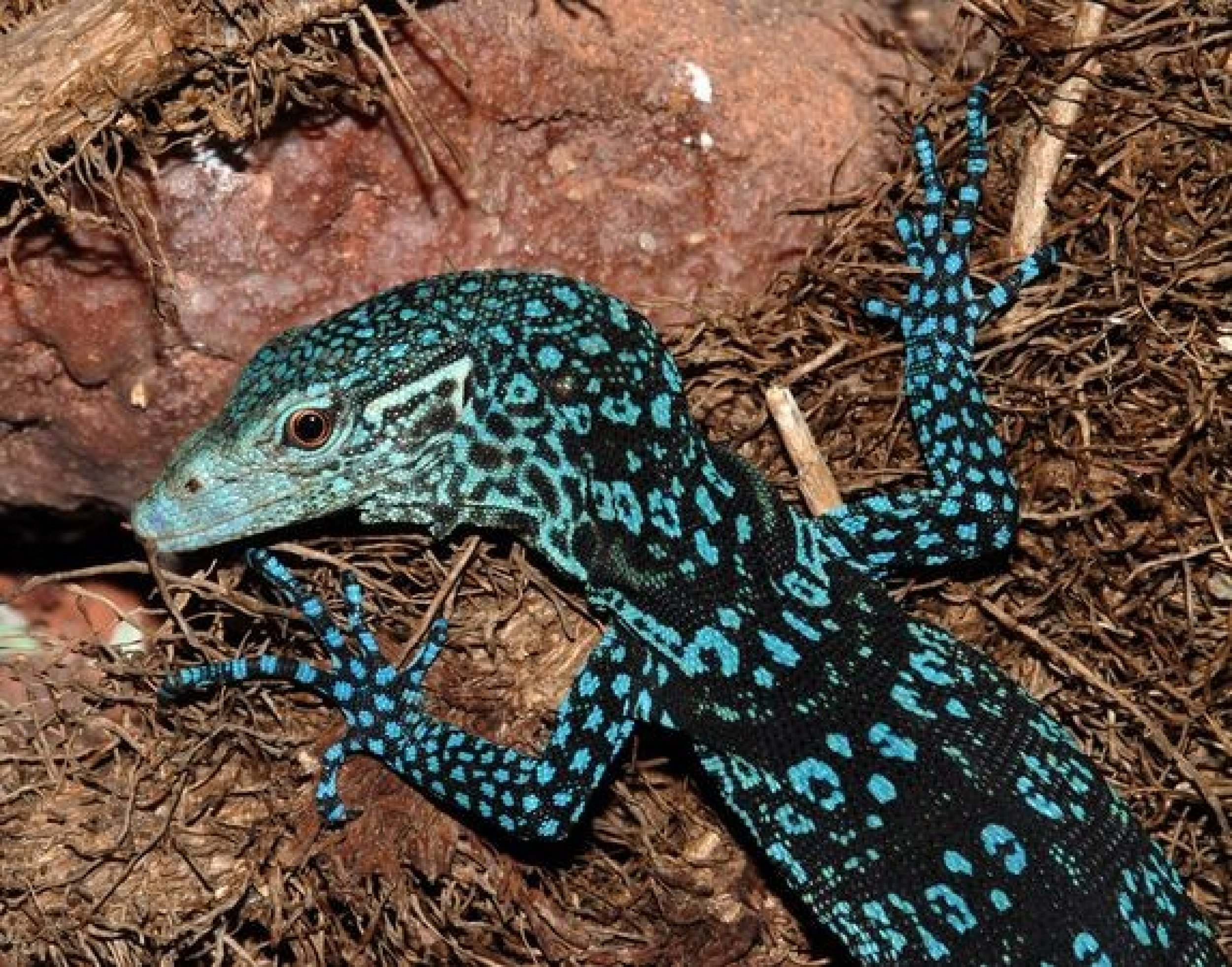 Turquoise Lizard