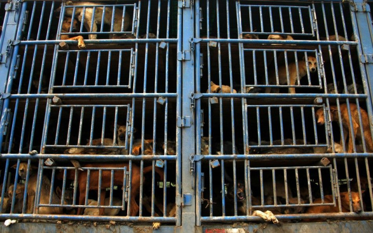 A truck carrying dogs can be seen travelling along a road on the outskirts of Beijing