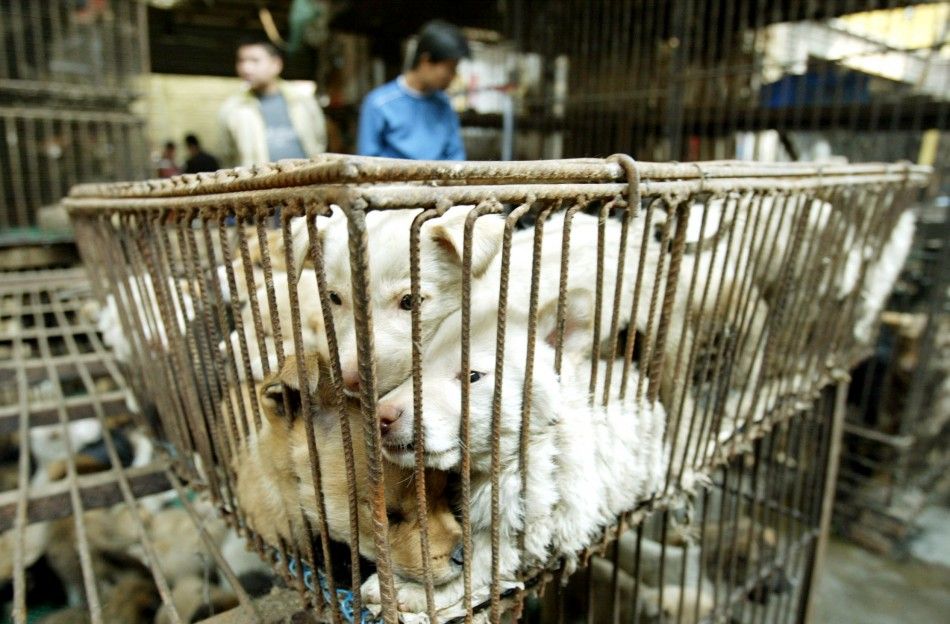 CHINESE VENDORS SELL DOGS AT A WILD ANIMAL MARKET IN GUANGZHOU.