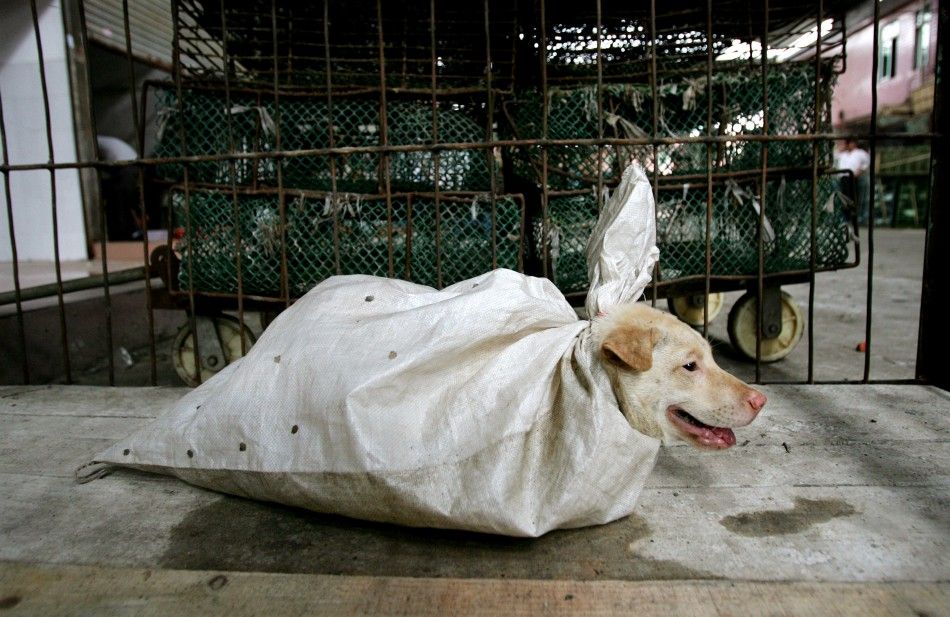 A dog is wrapped for sale at a market in the Baiyun district in China039s southern city of Guangzhou September 16, 2004.