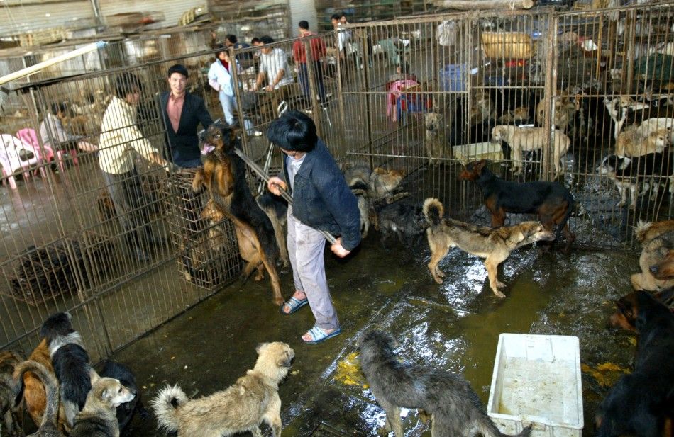 CHINESE VENDORS PREPARE TO WEIGH DOGS TO BE SOLD AS FOOD AT AN EXOTIC GAME MARKET IN GUANGZHOU.